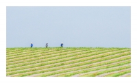 수박밭의 작업