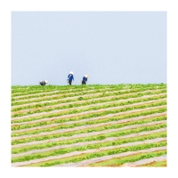 수박 밭